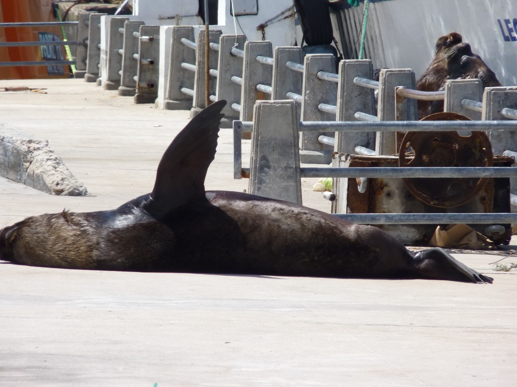 Foto: Puerto. - Mar del Plata (Buenos Aires), Argentina