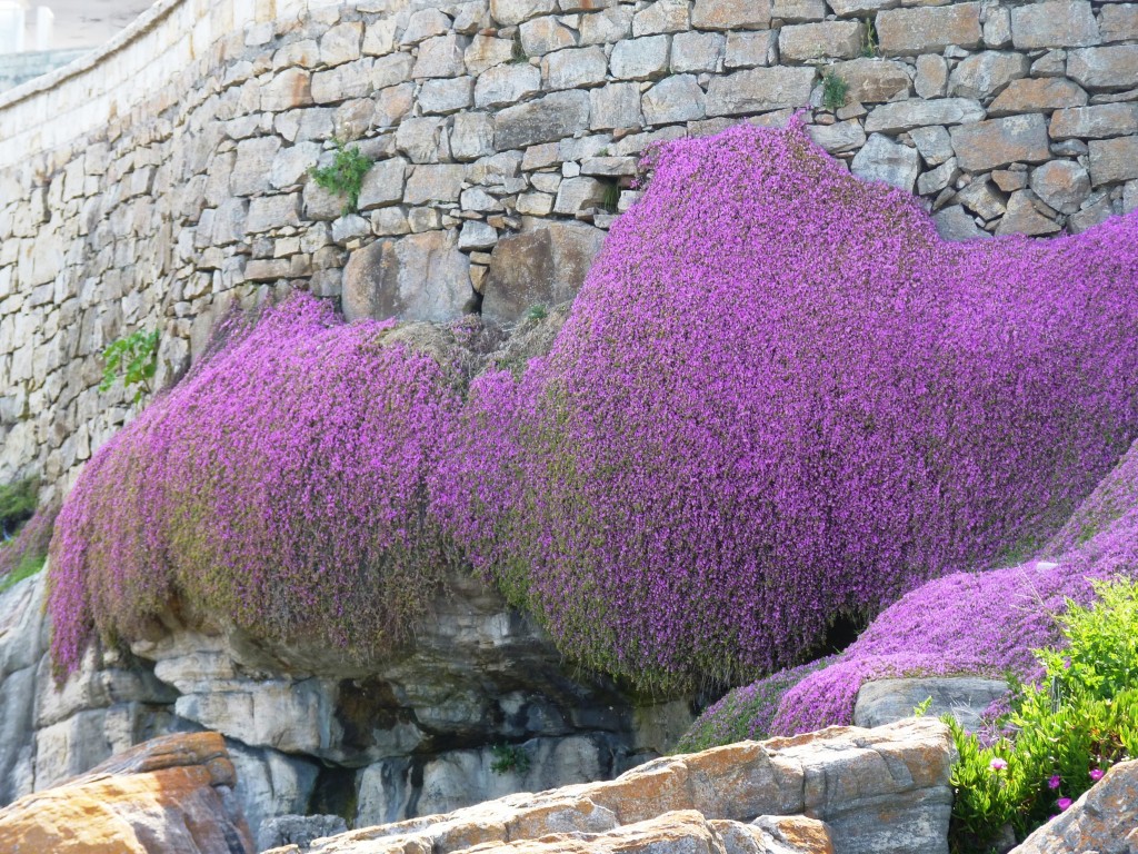 Foto: Playa chica - Mar del Plata (Buenos Aires), Argentina