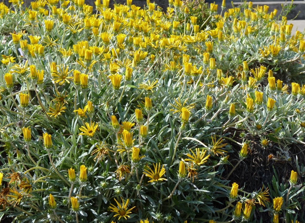 Foto: Playa chica - Mar del Plata (Buenos Aires), Argentina