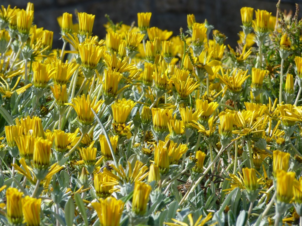 Foto: Playa chica - Mar del Plata (Buenos Aires), Argentina