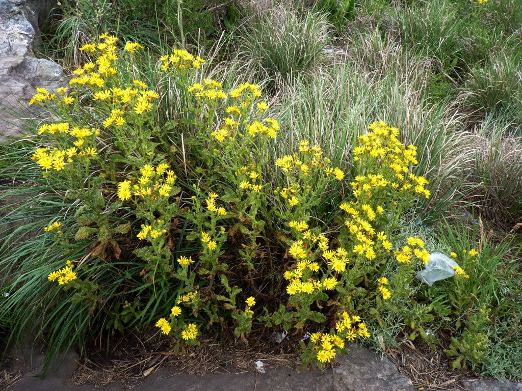 Foto: Sierra de los Padres - Mar del Plata (Buenos Aires), Argentina
