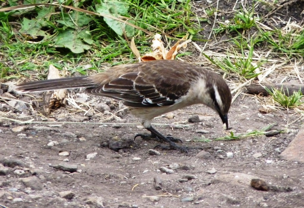 Foto: Sierra de los Padres - Mar del Plata (Buenos Aires), Argentina