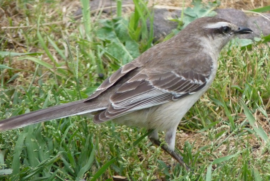 Foto: Sierra de los Padres - Mar del Plata (Buenos Aires), Argentina