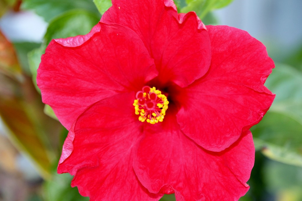 Foto: Flor - Barcelona (Cataluña), España