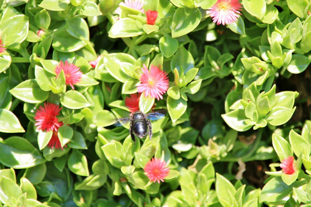 Foto: Un poco de color - El Mallol (La Vall d´en Bas) (Girona), España