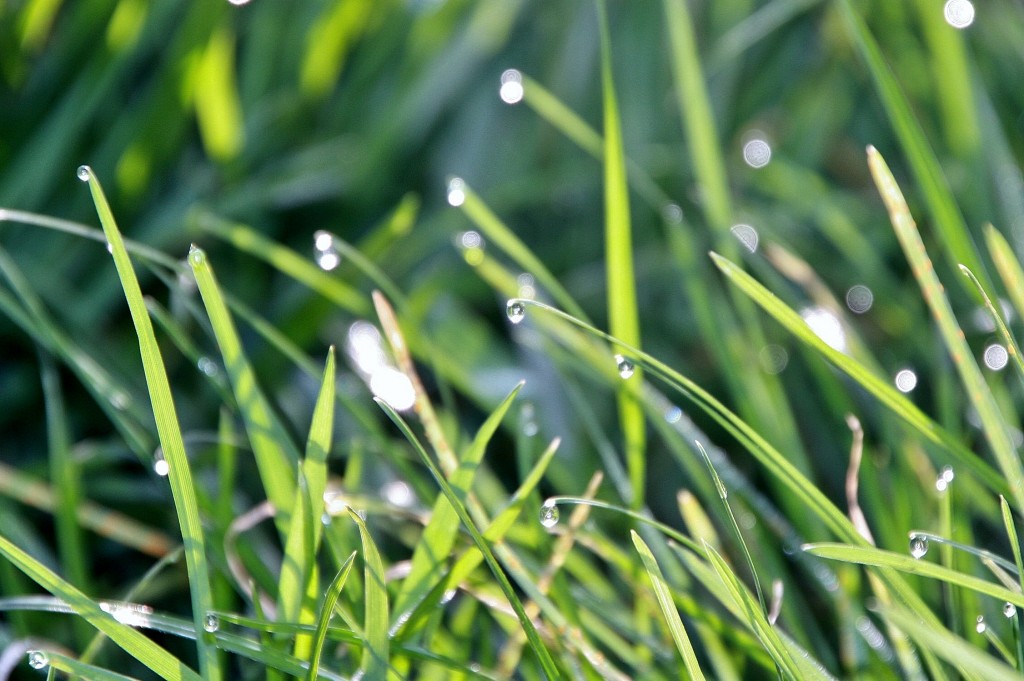Foto: Rocio - Manresa (Barcelona), España