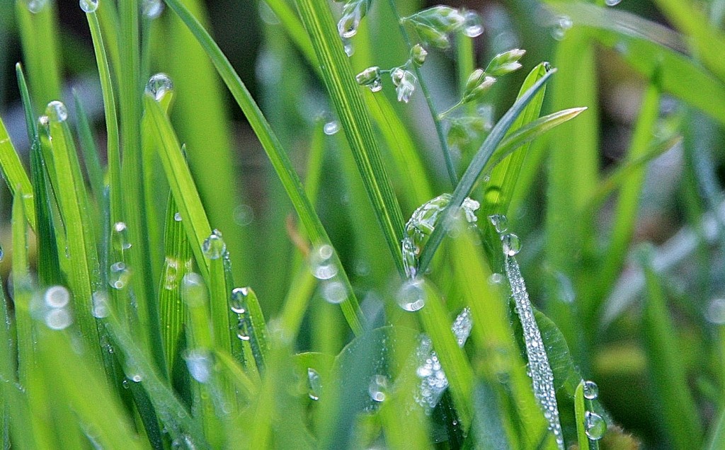 Foto: Rocio - Manresa (Barcelona), España
