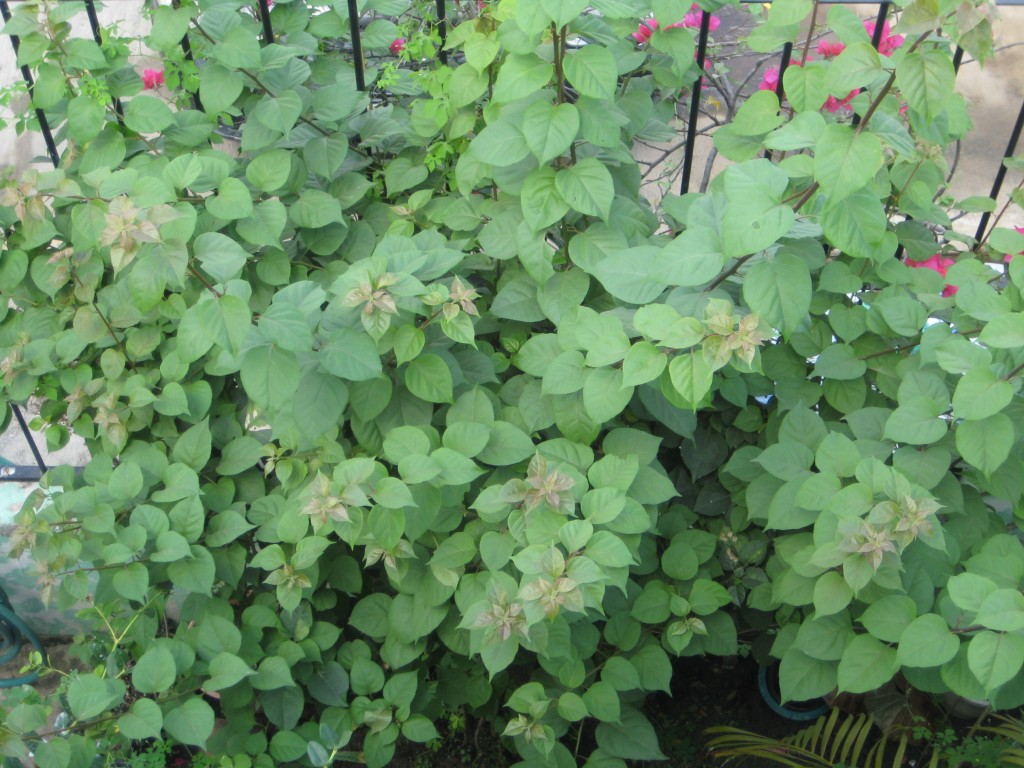 Foto de Tapachula (Chiapas), México