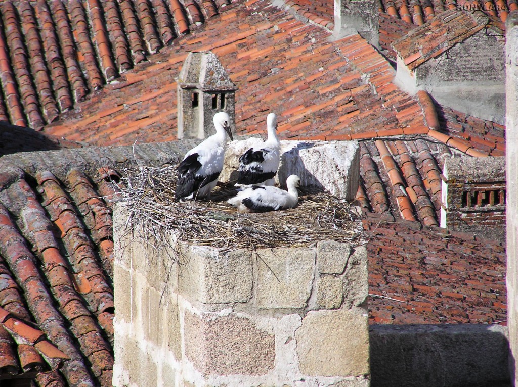 Foto: * NIDO DE CIGUEÑAS EN LA CIUDAD MONUMENTAL - Caceres (Cáceres), España
