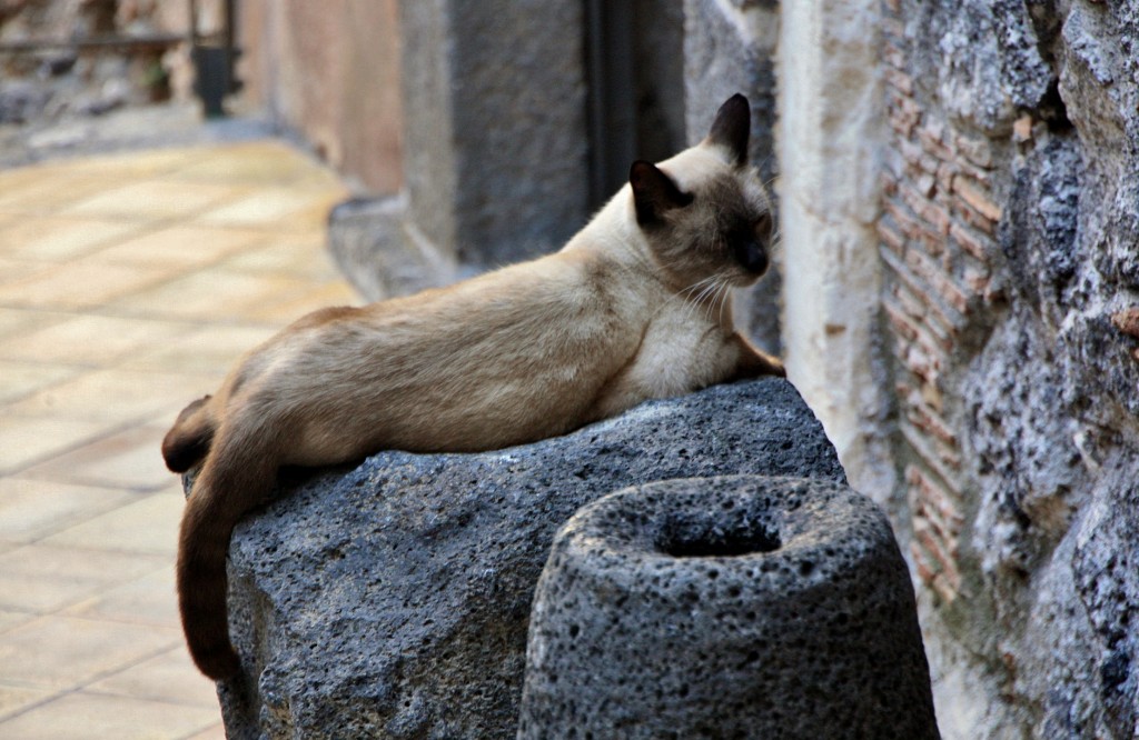 Foto: Edificios sobre el Teatro Romano - Catania (Sicily), Italia