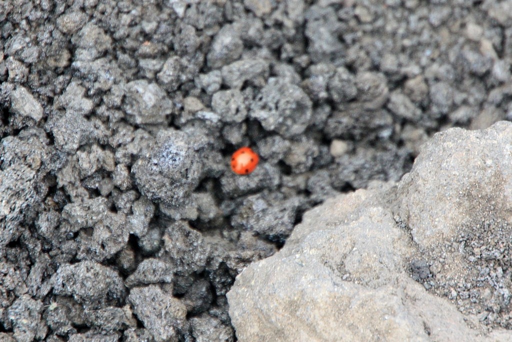 Foto: Volcán Etna - Nicolosi (Sicily), Italia
