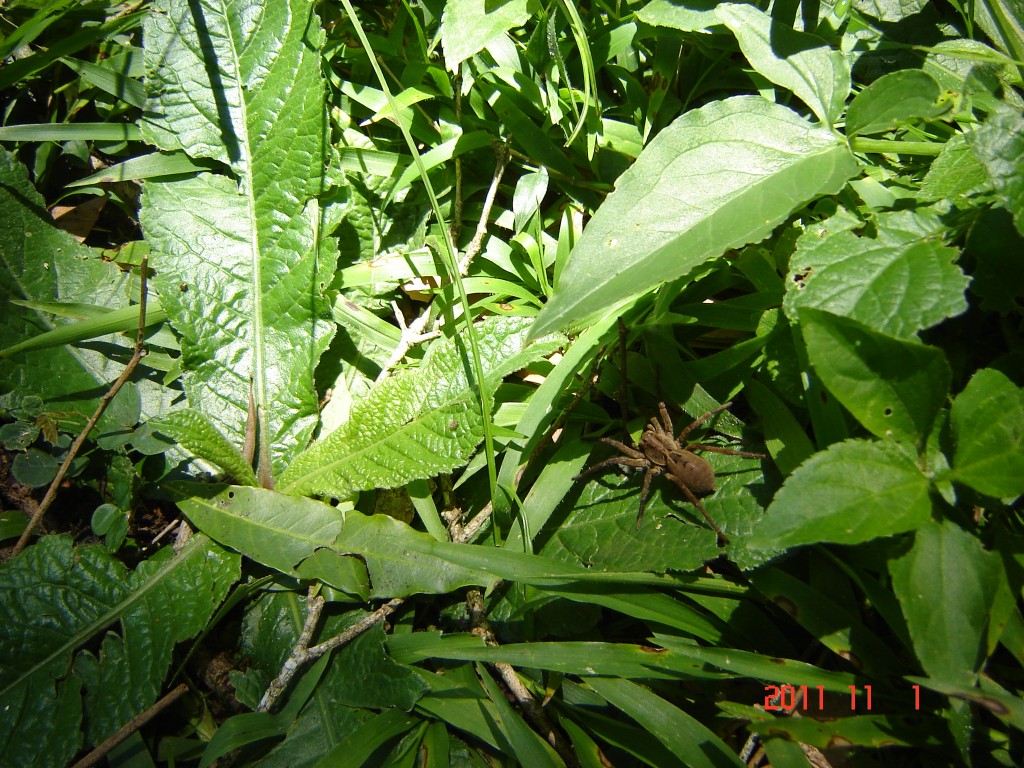 Foto: Cañadón Profundidad - Parque Profundidad (Misiones), Argentina