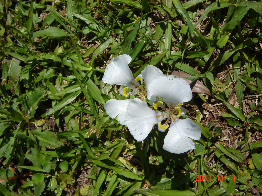 Foto: Ruinas de la Misión Jesuítica de Santa Ana - Santa Ana (Misiones), Argentina