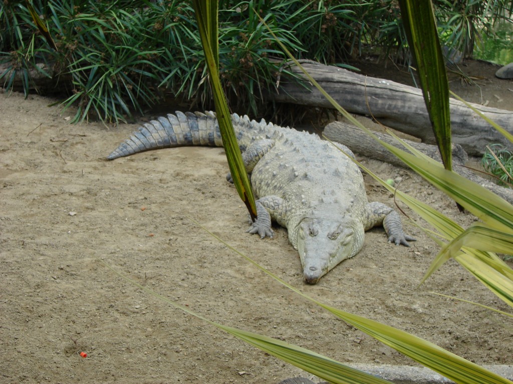 Foto de Apure, Venezuela