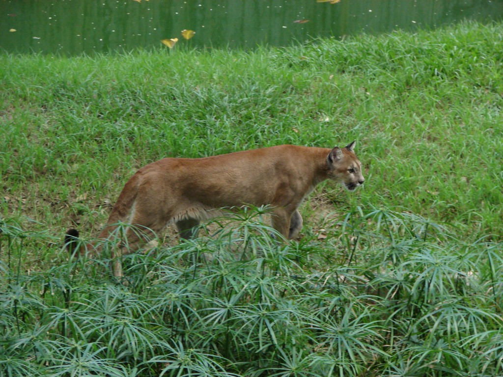 Foto de Apure, Venezuela