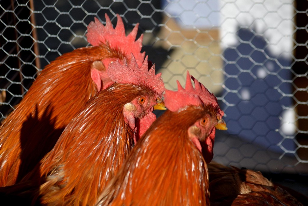 Foto: Fira del Gall, Vilafranca del Penedes - Vilafranca del Penedes (Barcelona), España