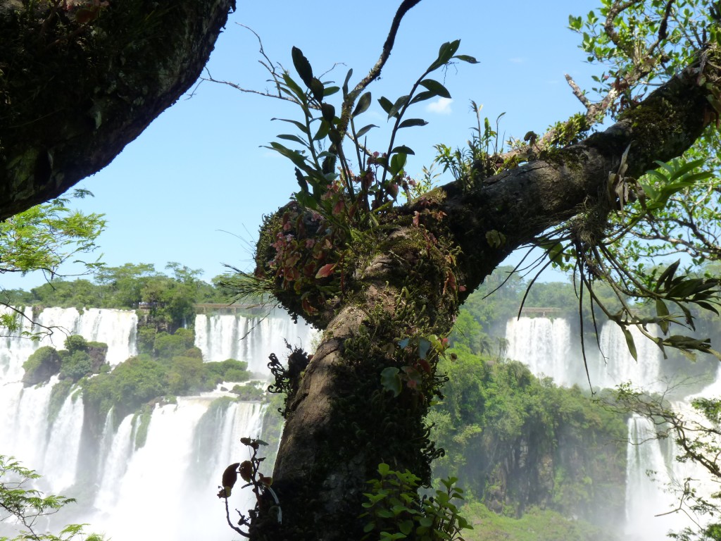 Foto: Saltos Mbiguá y Bernabé Méndez. - Iguazú (Misiones), Argentina