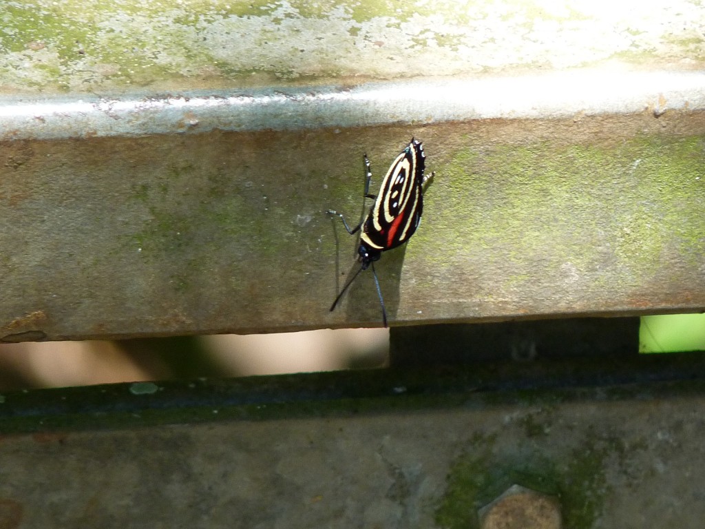 Foto: Cataratas del Iguazú - Iguazú (Misiones), Argentina