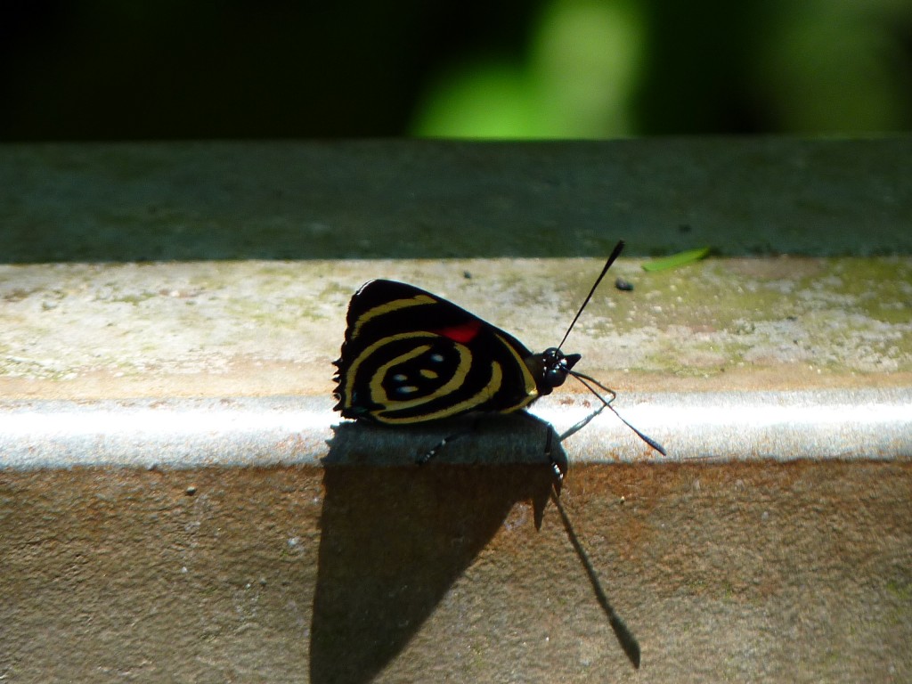 Foto: Cataratas del Iguazú - Iguazú (Misiones), Argentina