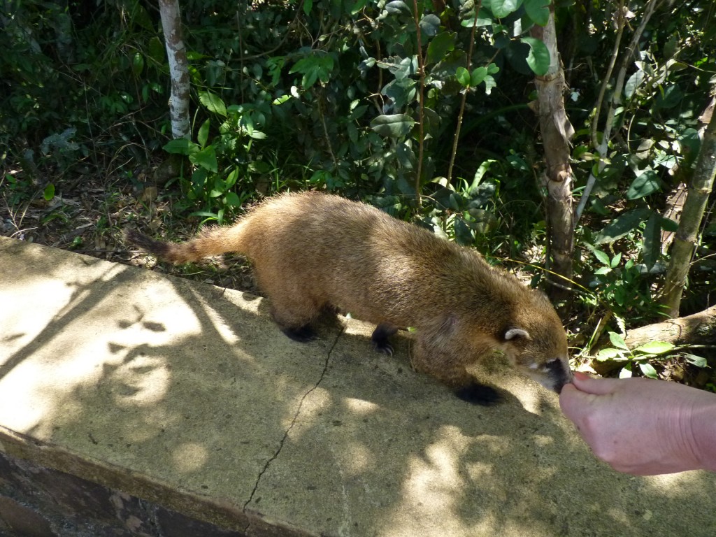 Foto: Coatí - Iguazú (Misiones), Argentina