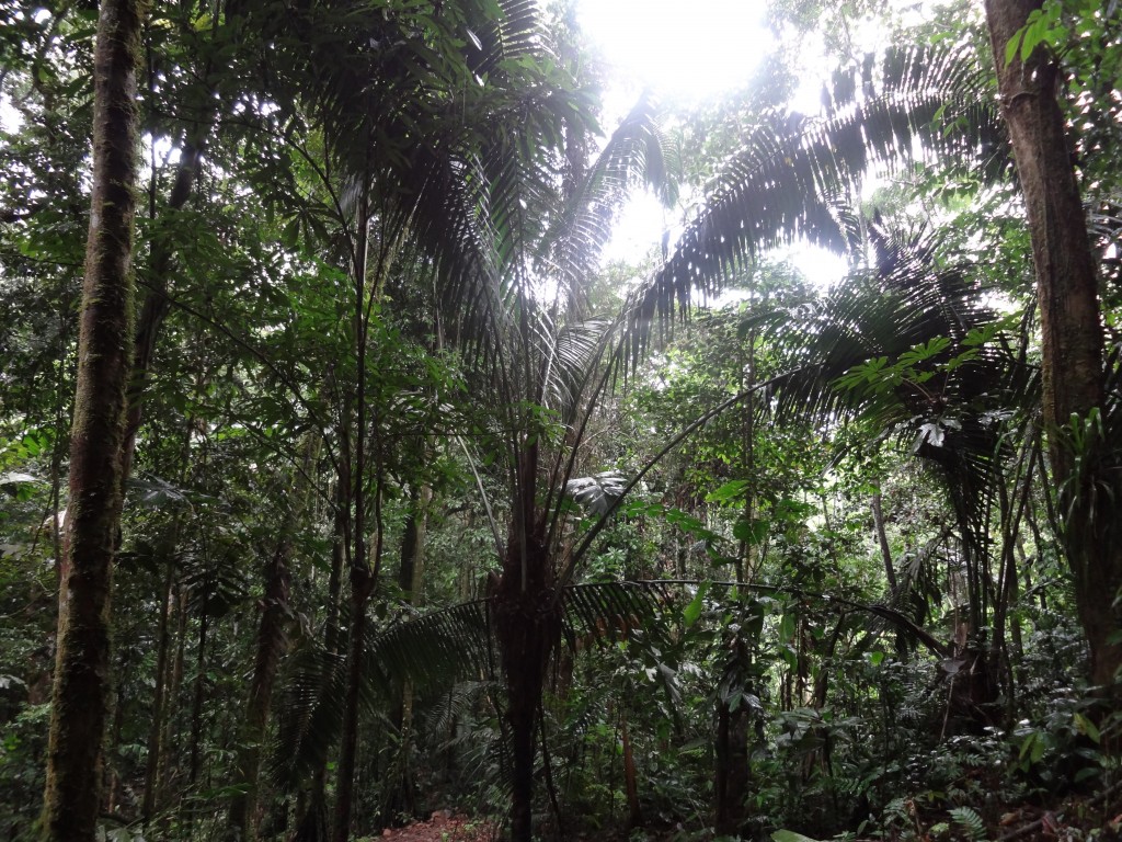 Foto: palma - Puyo (Pastaza), Ecuador