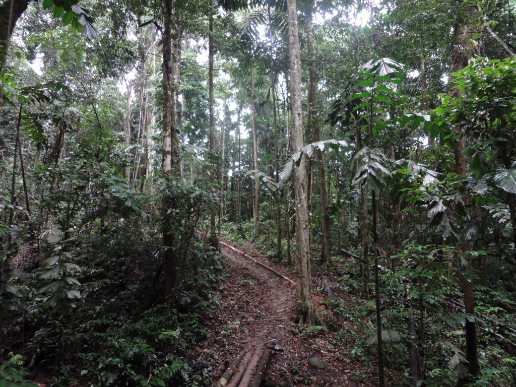 Foto: Selva - Puyo (Pastaza), Ecuador