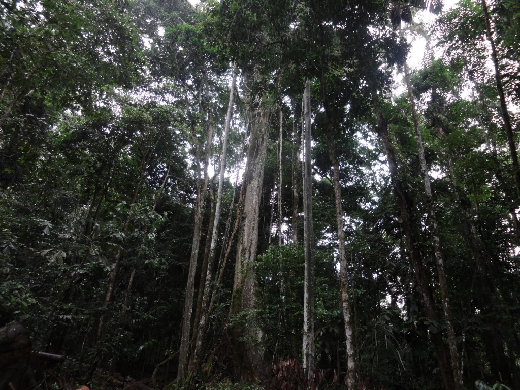 Foto: Selva - Puyo (Pastaza), Ecuador