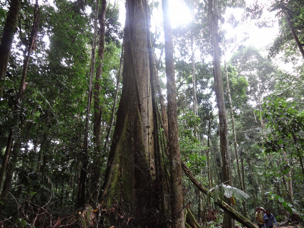 Foto: Ärbol - Puyo (Pastaza), Ecuador