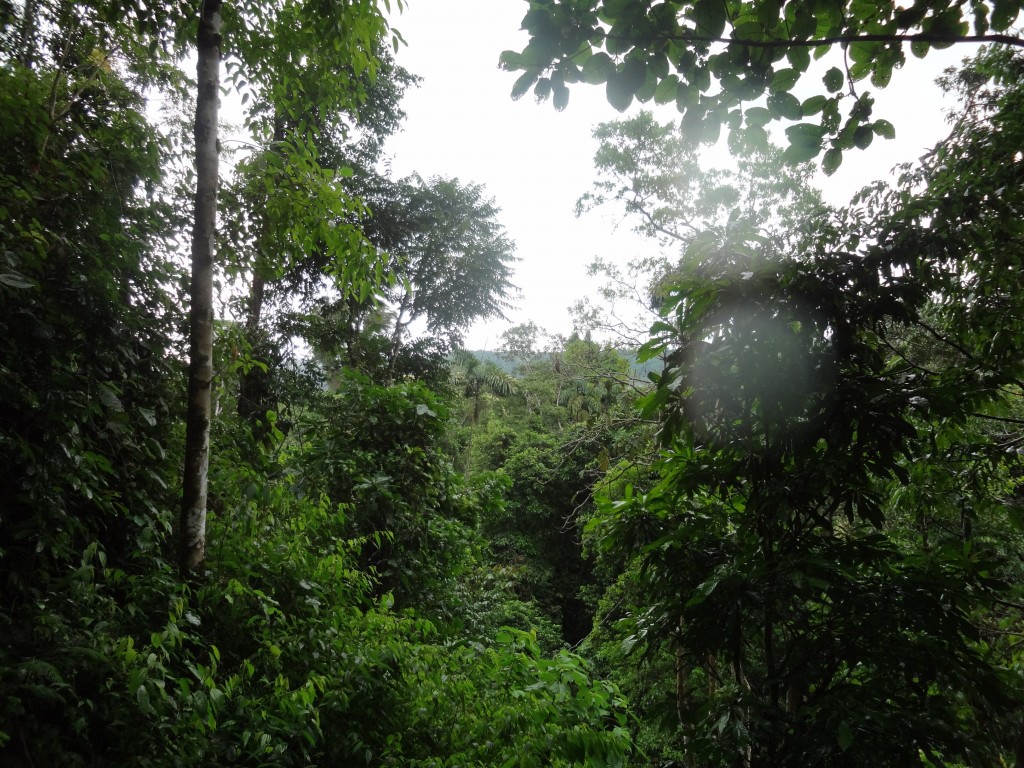Foto: La espesa selva - Puyo (Pastaza), Ecuador