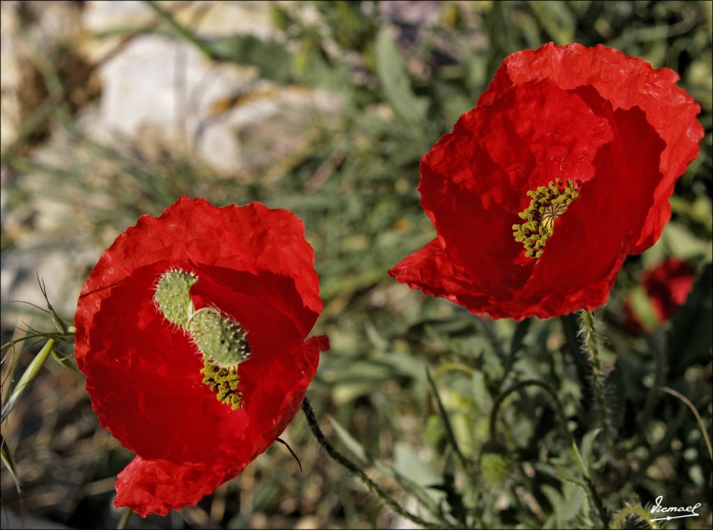 Foto: 60502-14 ALMONACID DE LA CUBA - Almonacid De La Cuba (Zaragoza), España