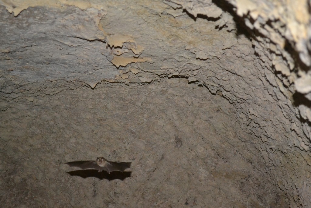 Foto: Murcielago - Mazarulleque (Cuenca), España