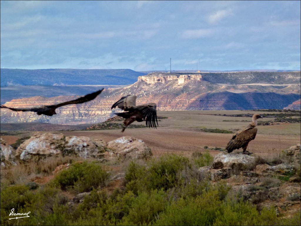 Foto: 111204-06 BUITRES STA. MARIA - Santa Maria De Huerta (Soria), España