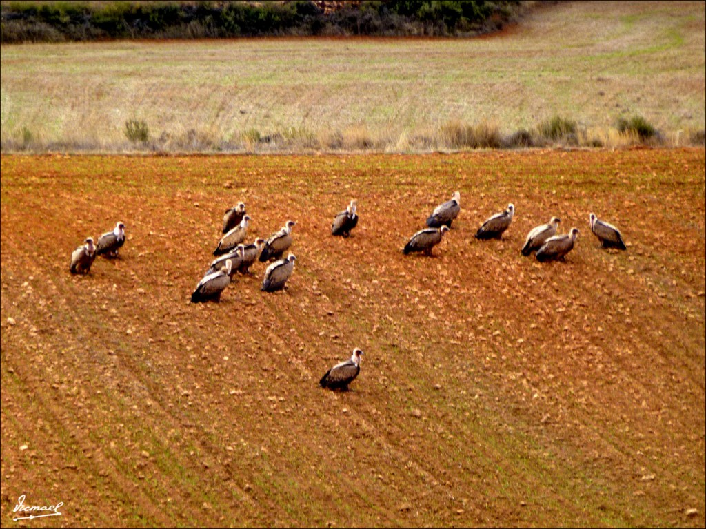 Foto: 111204-08 BUITRES STA. MARIA - Santa Maria De Huerta (Soria), España