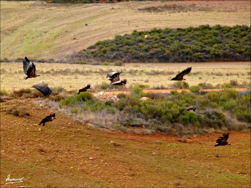 Foto: 111204-09 BUITRES STA. MARIA - Santa Maria De Huerta (Soria), España