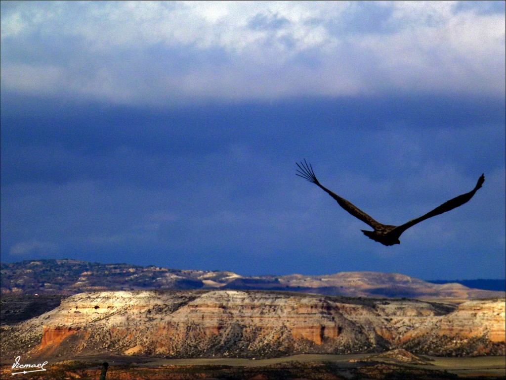 Foto: 111204-13 BUITRES STA. MARIA - Santa Maria De Huerta (Soria), España