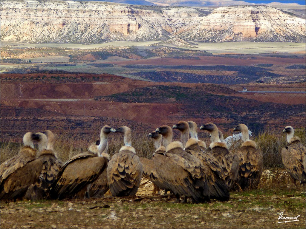 Foto: 111204-14 BUITRES STA. MARIA - Santa Maria De Huerta (Soria), España