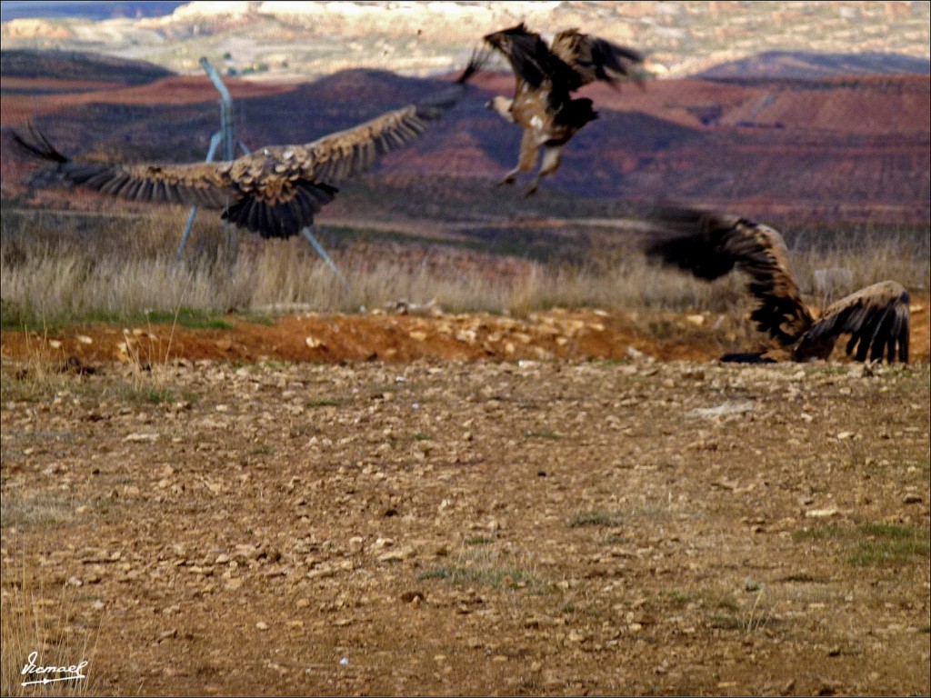 Foto: 111204-16 BUITRES STA. MARIA - Santa Maria De Huerta (Soria), España