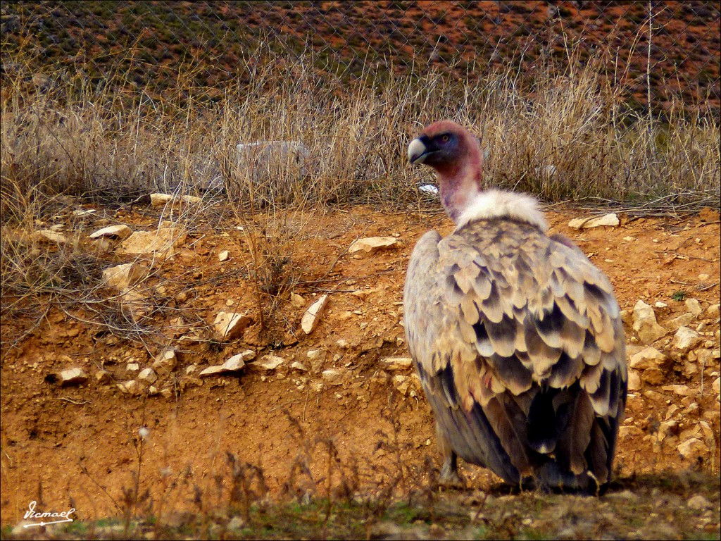 Foto: 111204-18 BUITRES STA. MARIA - Santa Maria De Huerta (Soria), España