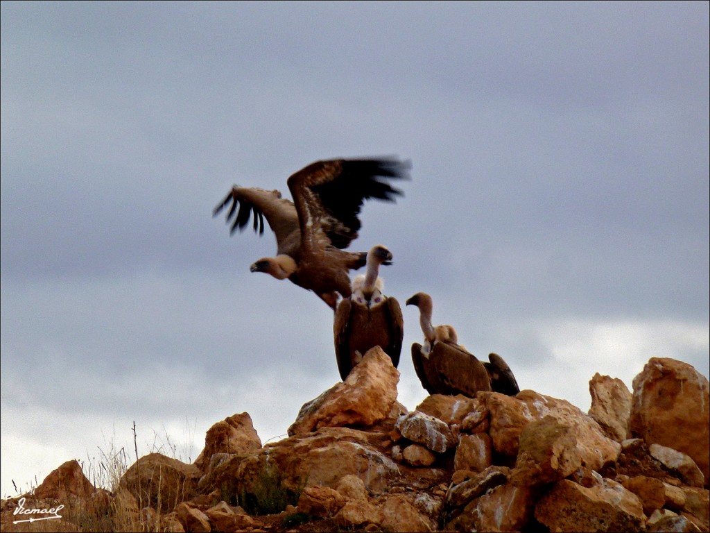 Foto: 111204-21 BUITRES STA. MARIA - Santa Maria De Huerta (Soria), España