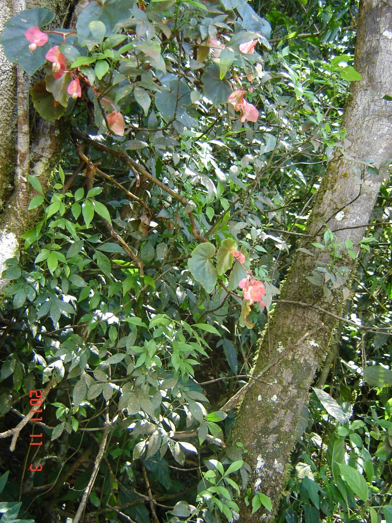 Foto de Iguazú (Misiones), Argentina