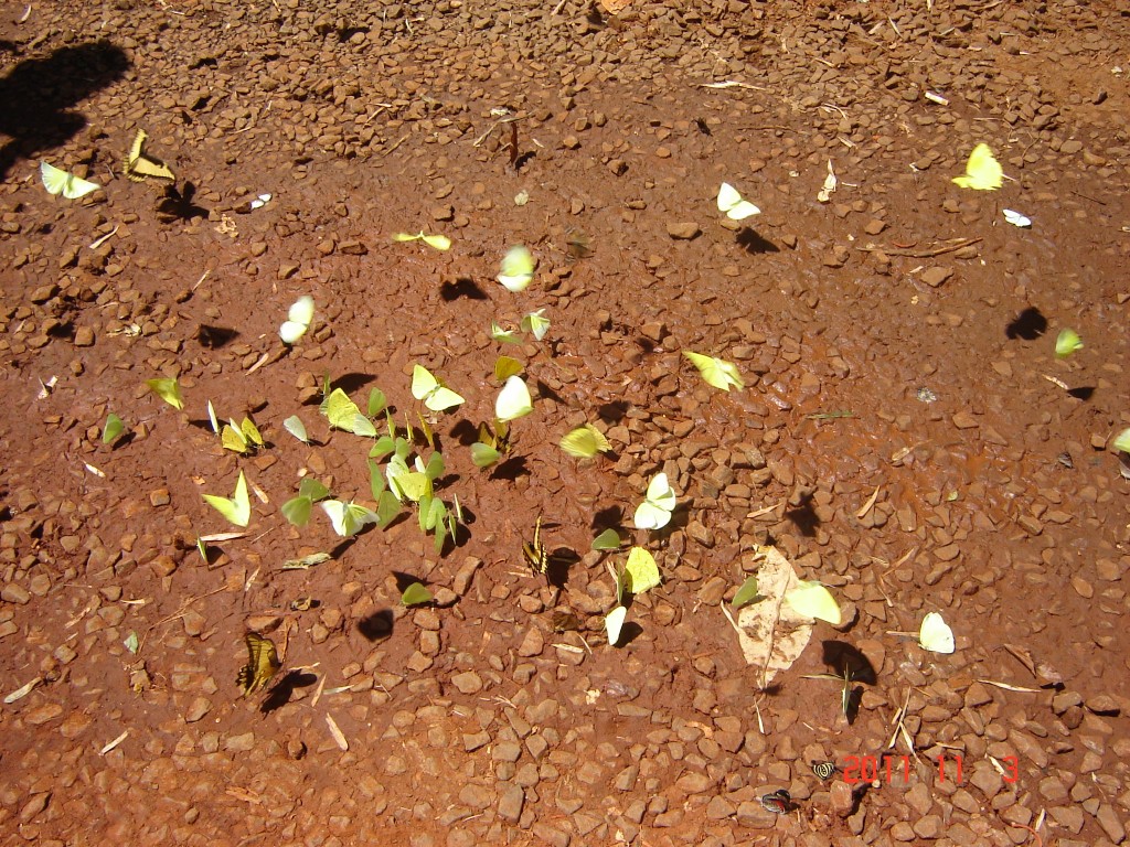 Foto: Cataratas del Iguazú. - Iguazú (Misiones), Argentina