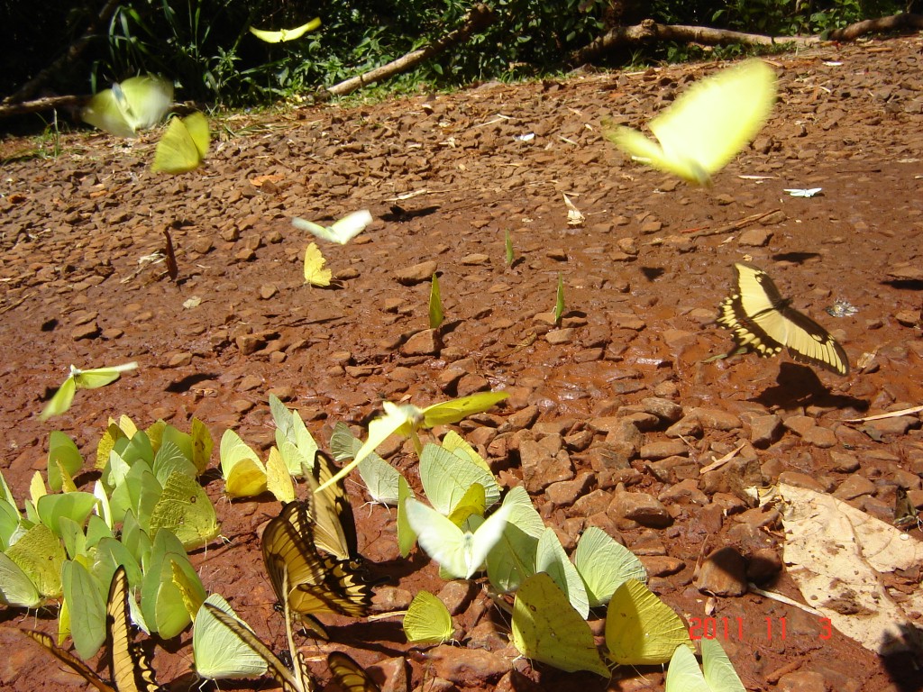 Foto: Cataratas del Iguazú. - Iguazú (Misiones), Argentina
