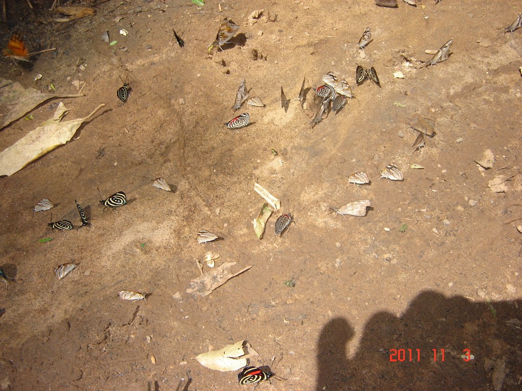 Foto: Cataratas del Iguazú. - Iguazú (Misiones), Argentina