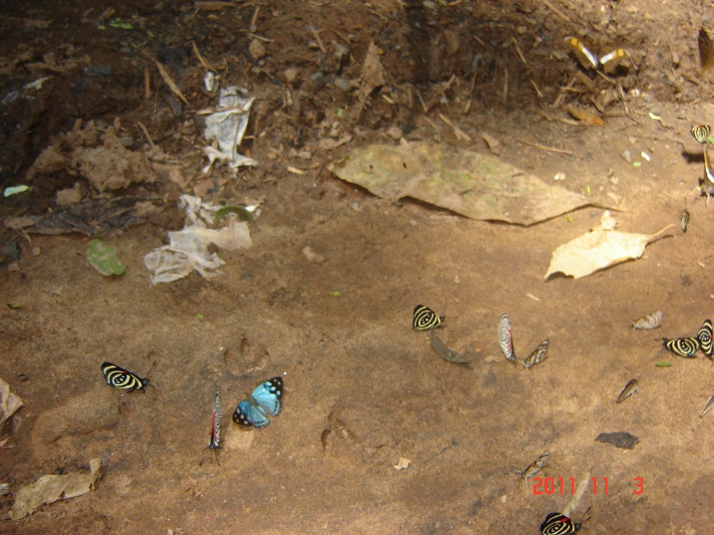 Foto: Cataratas del Iguazú. - Iguazú (Misiones), Argentina