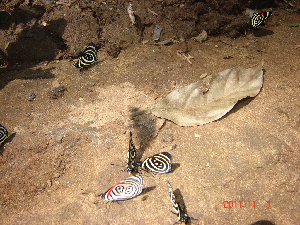 Foto: Cataratas del Iguazú. - Iguazú (Misiones), Argentina