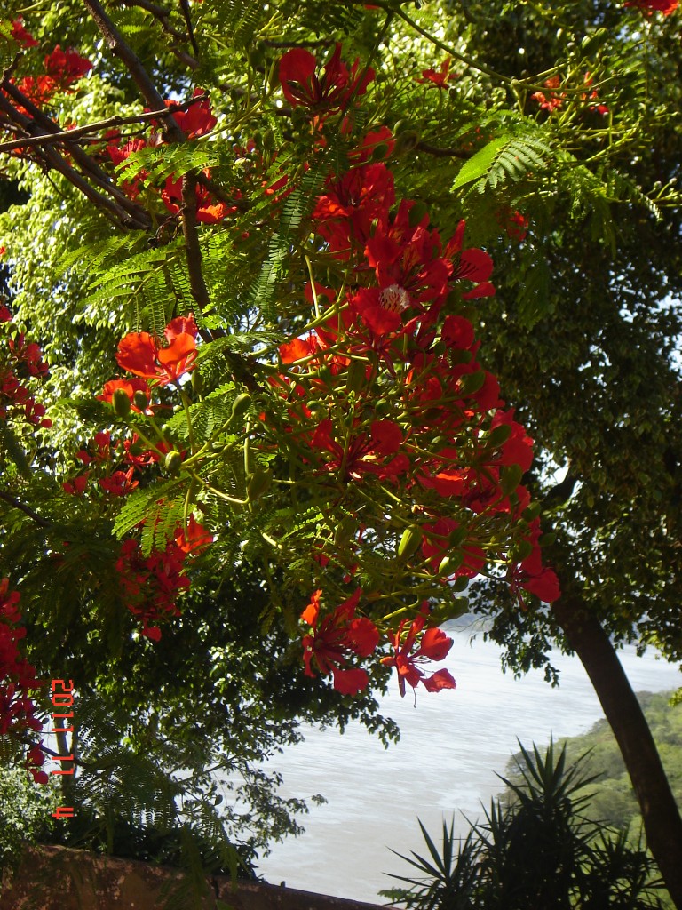 Foto: Puerto Iguazú - Iguazú (Misiones), Argentina
