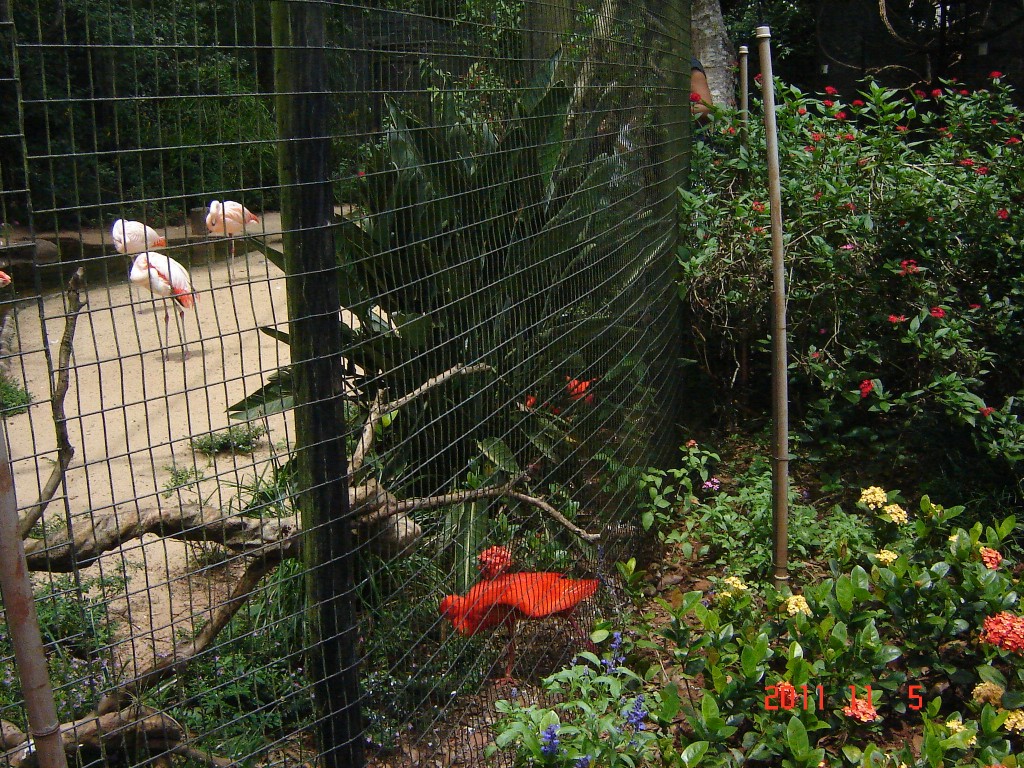 Foto: Parque das Aves. - Foz do Iguazú (Paraná), Brasil