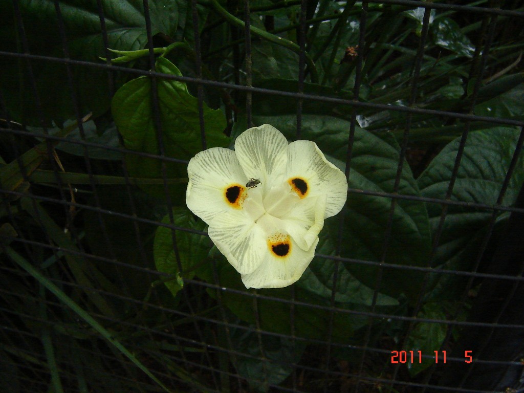 Foto: Parque das Aves. - Foz do Iguazú (Paraná), Brasil