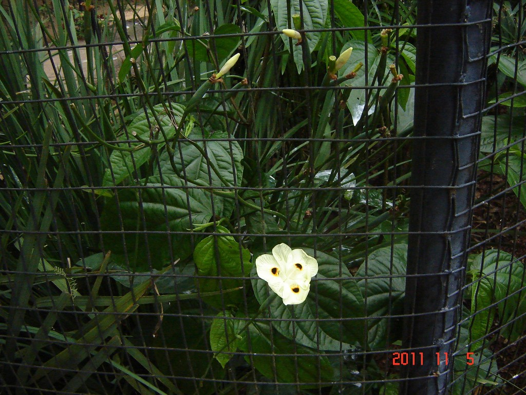 Foto: Parque das Aves. - Foz do Iguazú (Paraná), Brasil