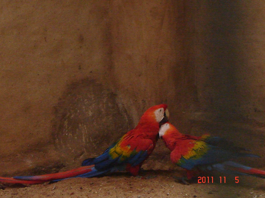 Foto: Parque das Aves. - Foz do Iguazú (Paraná), Brasil